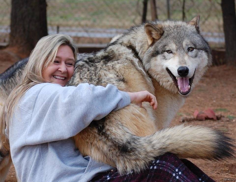 Чем отличается волк от собаки? 10 основных отличий