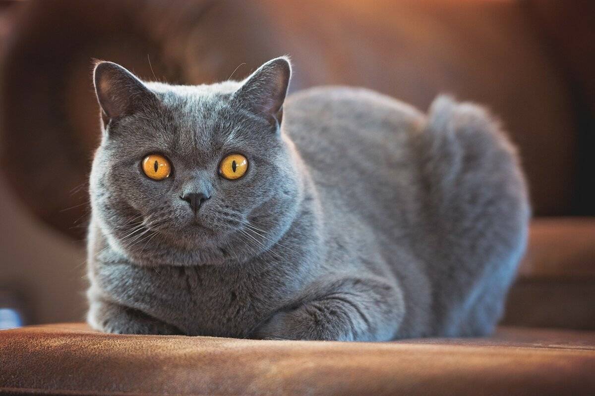 Коты и кошки с большими глазами