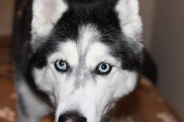 Хаски с голубыми глазами: фото щенят белого и иного окраса, а также почему бывают собаки с разным цветом радужки, карим и арлекины, какие лучше?