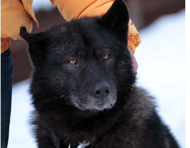 Русская гончая: все о собаке, фото, описание породы, характер, цена