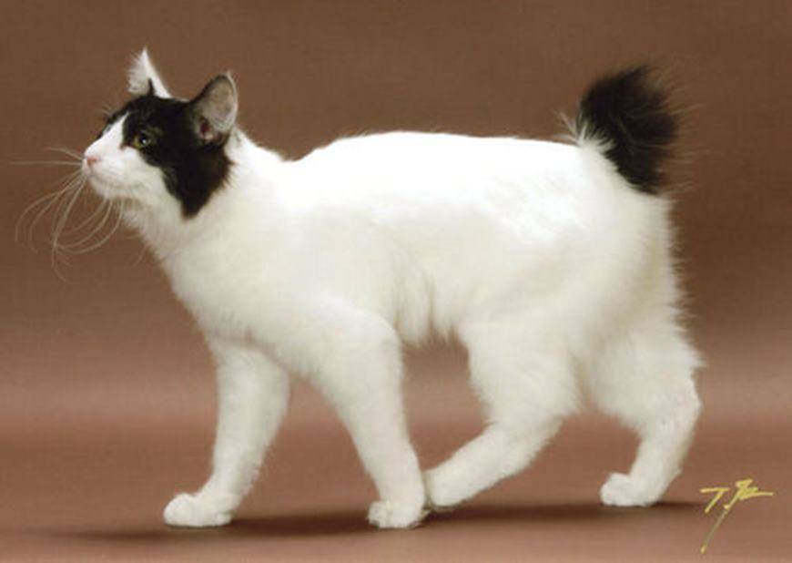 Подробное описание кошек породы японский бобтейл