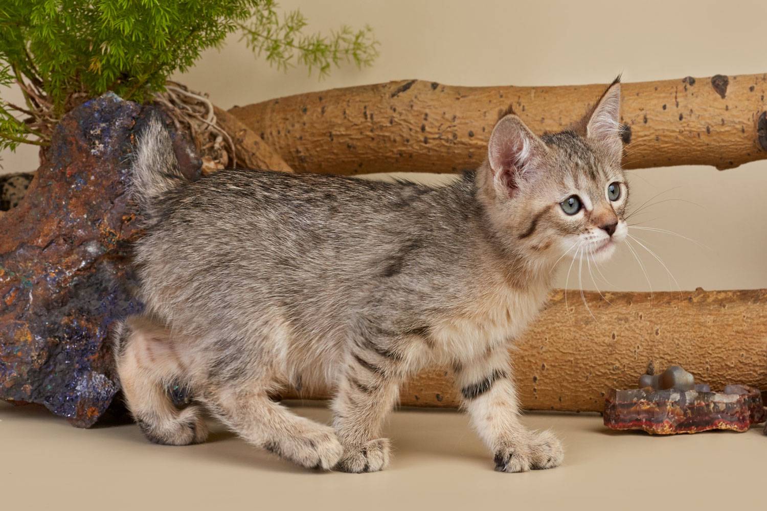 Кошка пиксибоб - фото, описание породы и характера, видео и стоимость котят. - petstime.ru