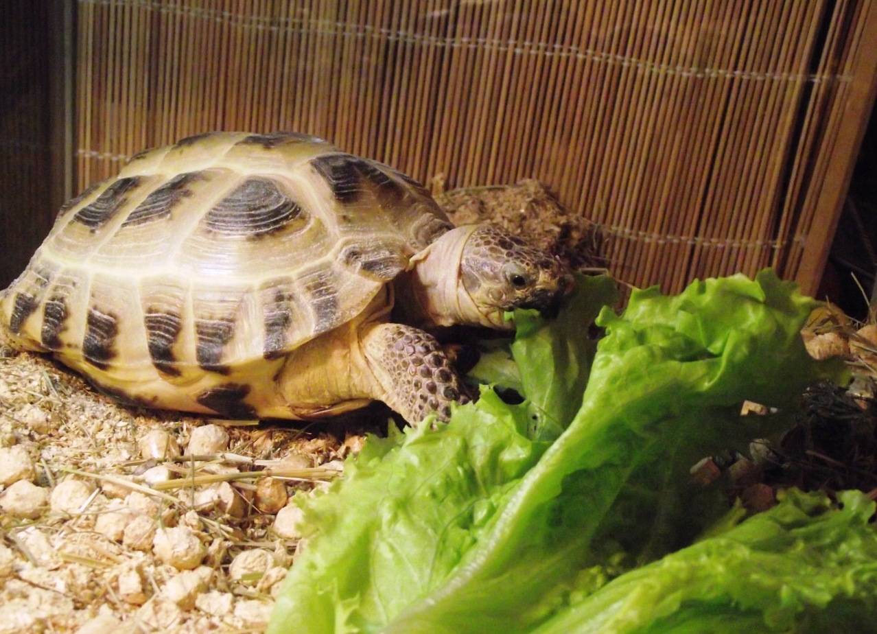Чем кормить среднеазиатскую черепаху?