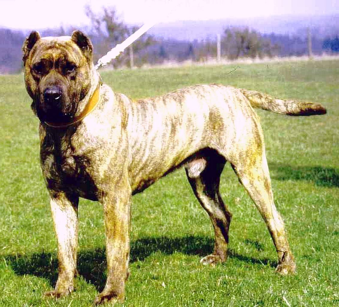 Собака испанский бульдог ( алано ) - характеристика породы