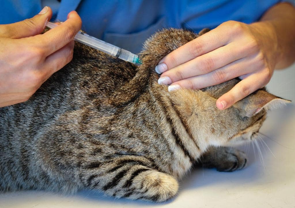Как сделать укол кошке - в холку, внутримышечно, в бедро, подкожно