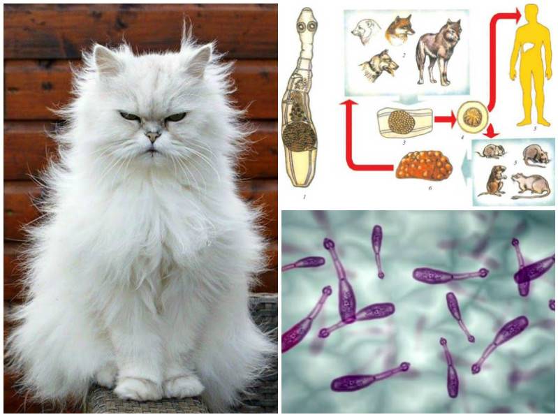 Колит у кошек - симптомы, лечение заболеваний кишечника у кошек в москве. ветеринарная клиника "зоостатус"