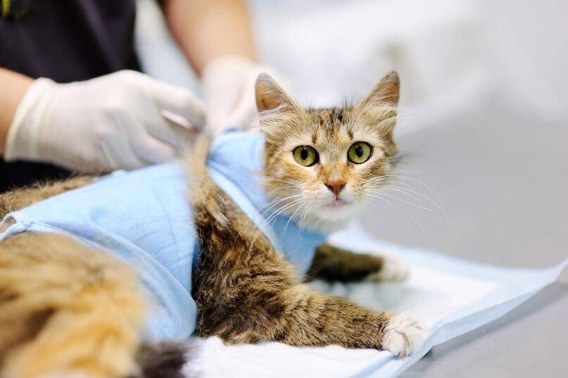 Уход за кошкой после стерилизации: советы в первые 7 дней