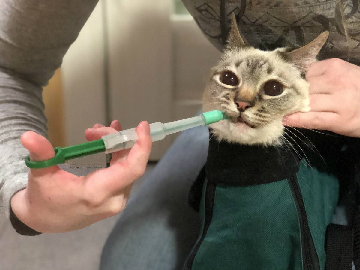 Таблеткодаватель для кошек: инструкция, как дать таблетку