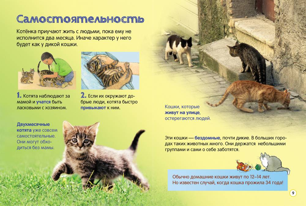 Как приручить кота с улицы: советы по одомашниванию кошек и котов