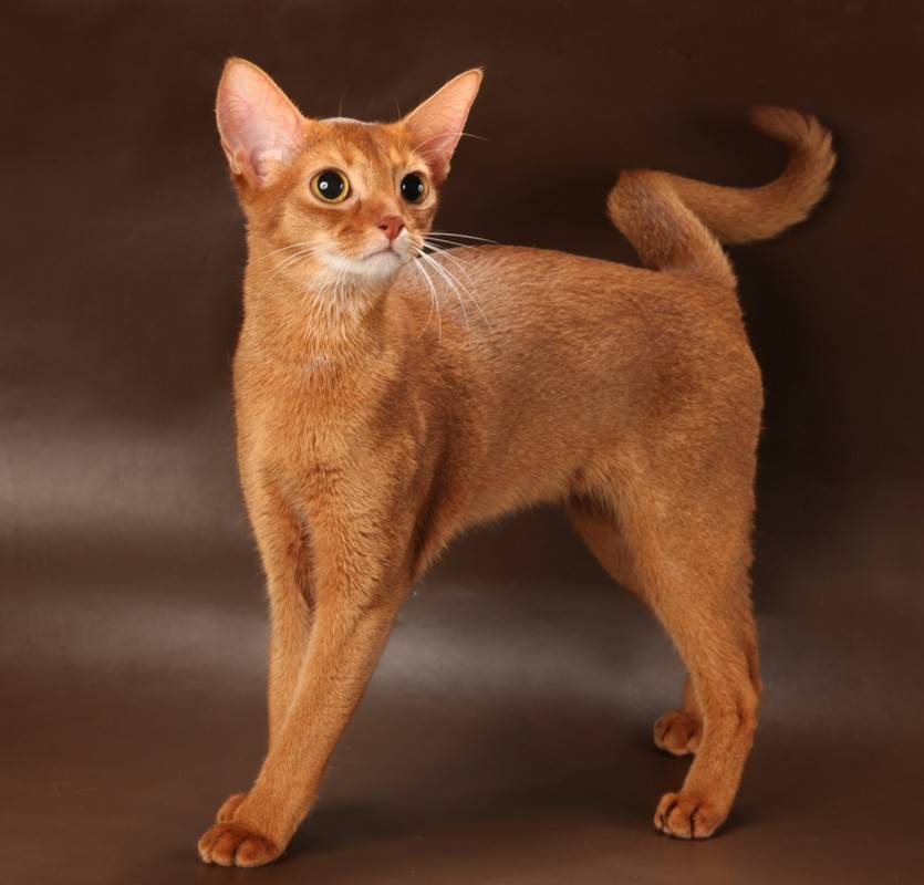 Абиссинские коты: внешний вид, характер, правила ухода и цены на самые дорогие в мире породы абиссинских кошек