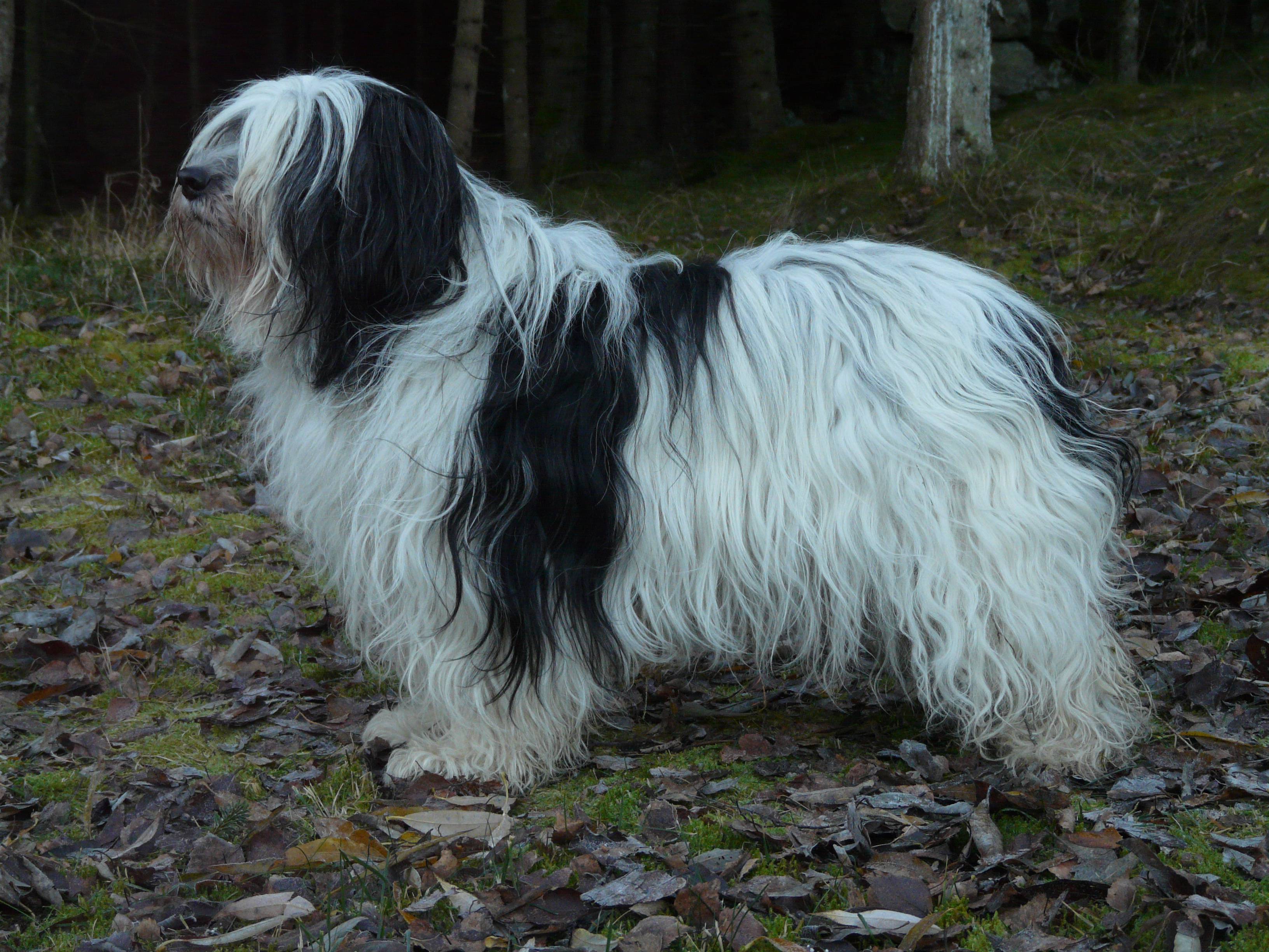 Польская низинная овчарка — умна, неприхотлива, уравновешена | породы собак | povodok.by - журнал о собаках
