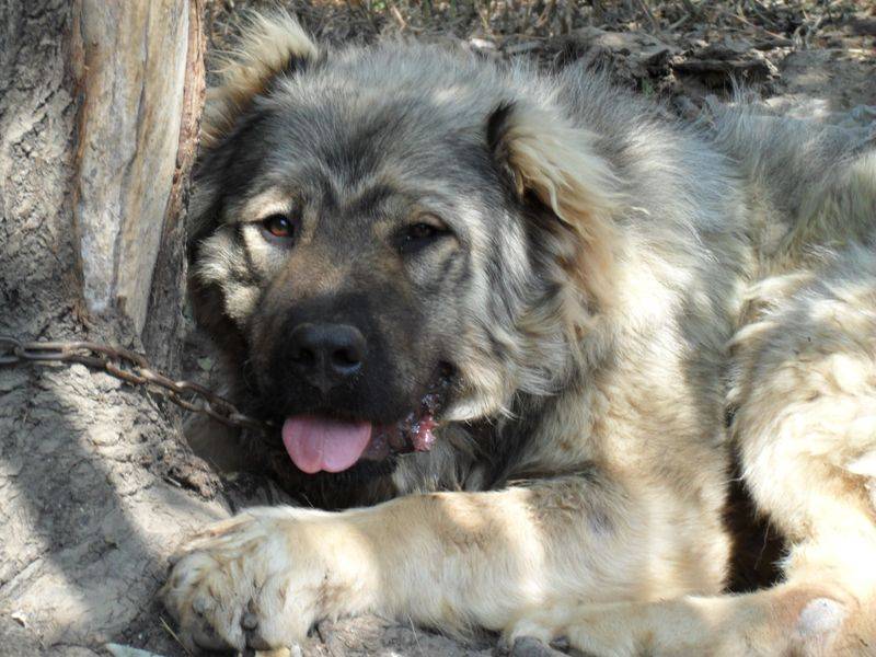 Кавказская овчарка: описание породы, характер собаки и щенка, фото, цена