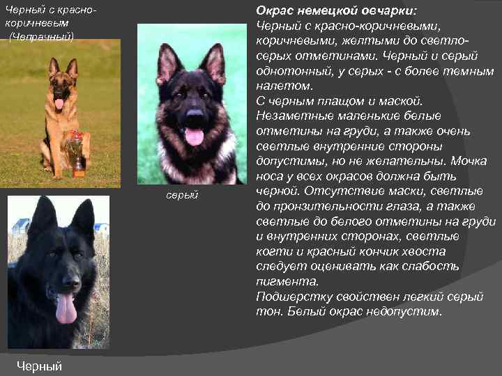 Бернский зенненхунд собака. описание, особенности, уход и цена породы | sobakagav.ru