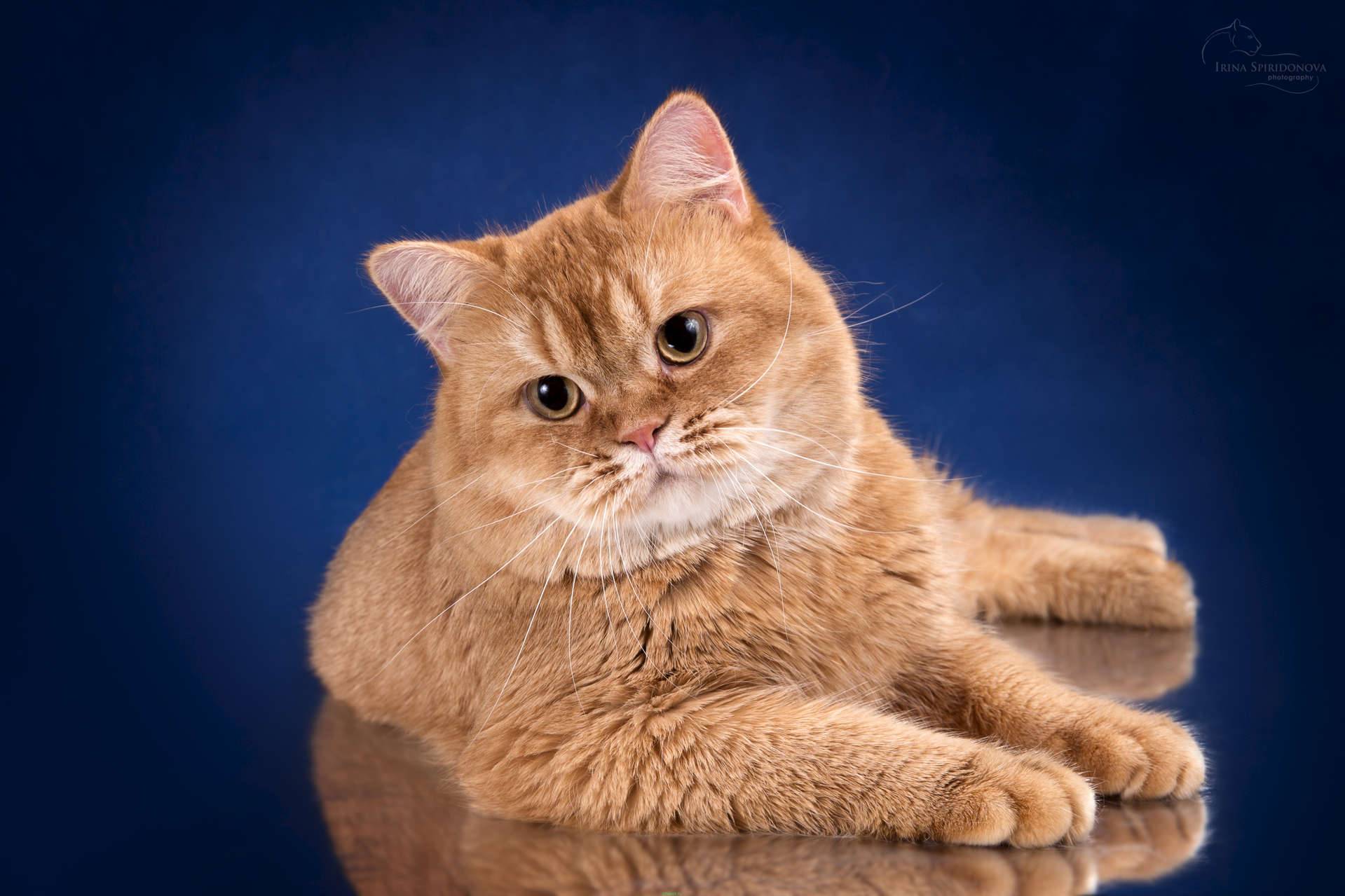 Рыжие породы кошек: генетика и специфика огненного окраса
