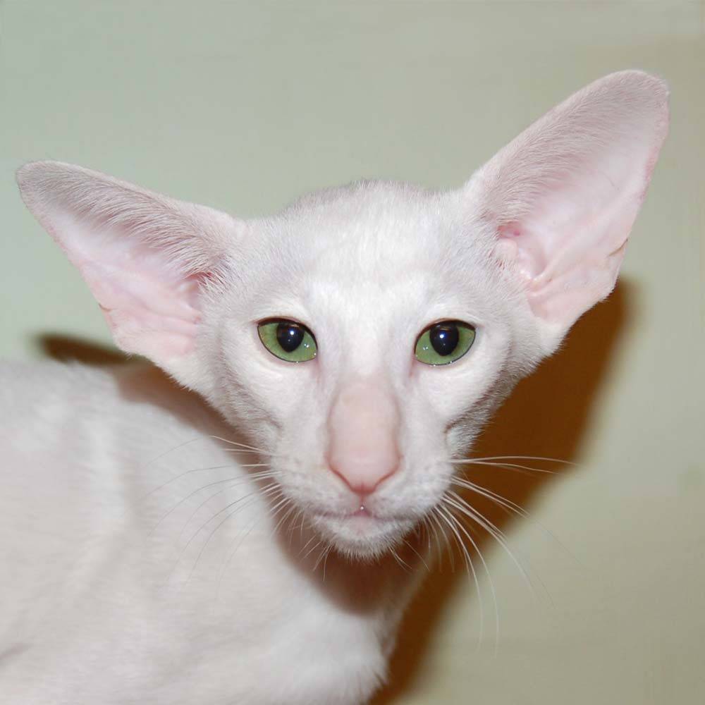 Породы кошек с большими ушами (37 фото): как называется порода кота с вытянутой мордой? описание кошек с большим носом, длинными лапами и большими ушами