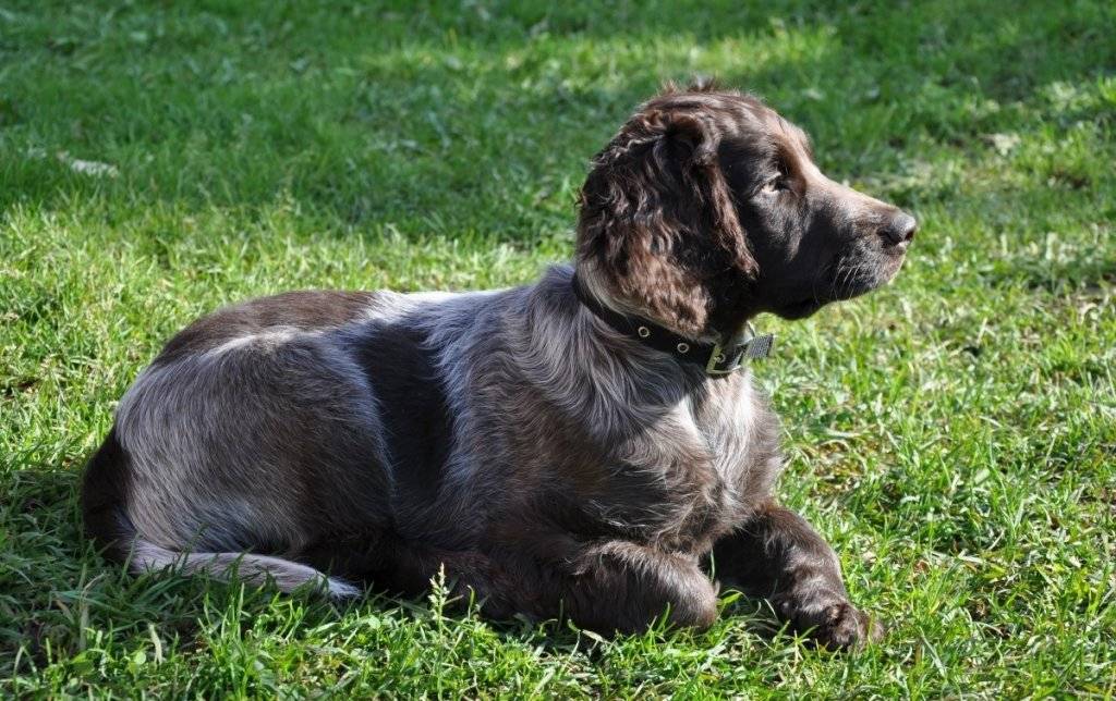 Вахтельхунд (немецкий спаниель, немецкая перепелиная собака): фото, купить, видео, цена, содержание дома