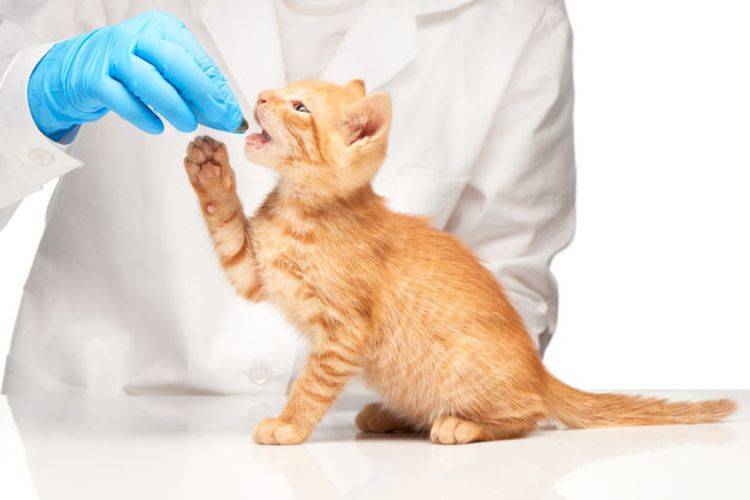 Гастрит у кошек - причины, лечение заболеваний желудка у кошек в москве. ветеринарная клиника "зоостатус