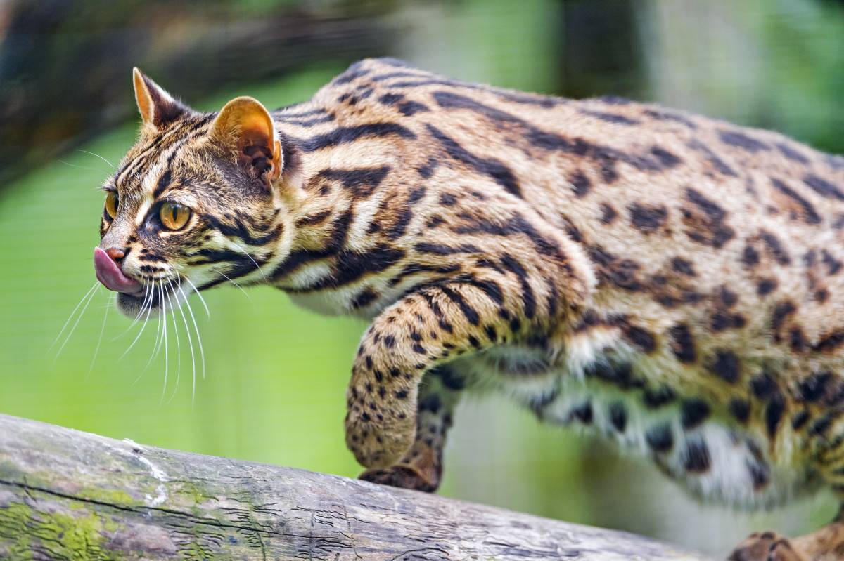 Описание азиатской леопардовой кошки (алк): окрас, характер и уход