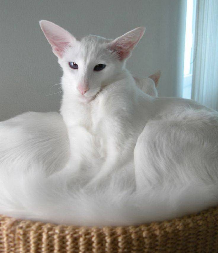 Белая кошка: обзор пород кошек со снежным окрасом, мифы, приметы