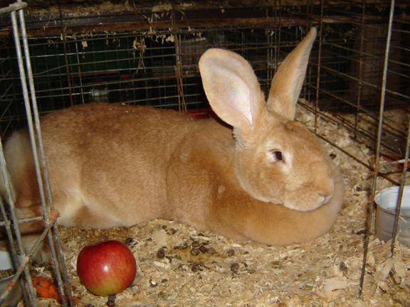 Кролик бельгийский великан — описание и фото, характеристика, разведение и содержание. | cельхозпортал