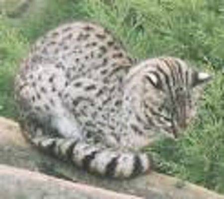 Уссурийская кошка: полосатый эксклюзив