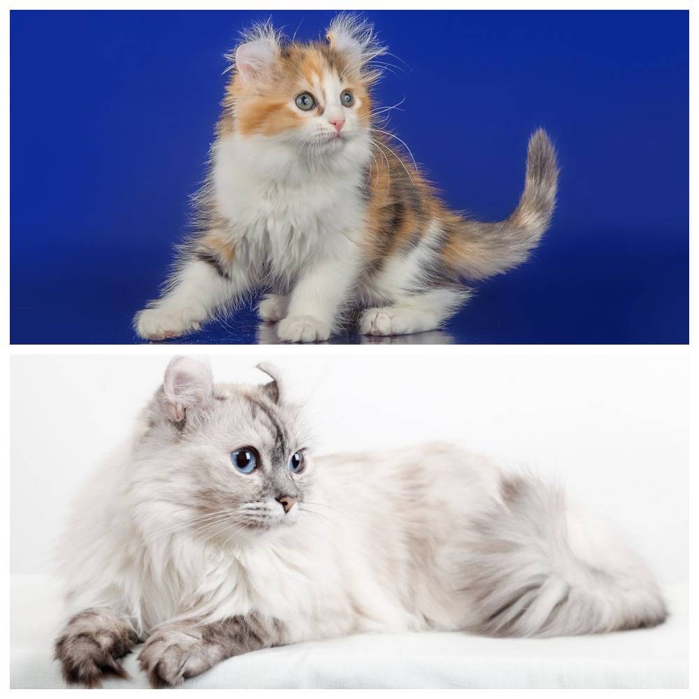 Американский керл: фото кошки, цена, описание породы, характер, видео, питомники