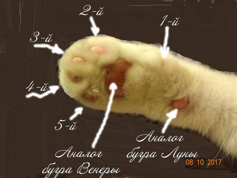 Сколько пальцев у кошки на передних лапах: норма
