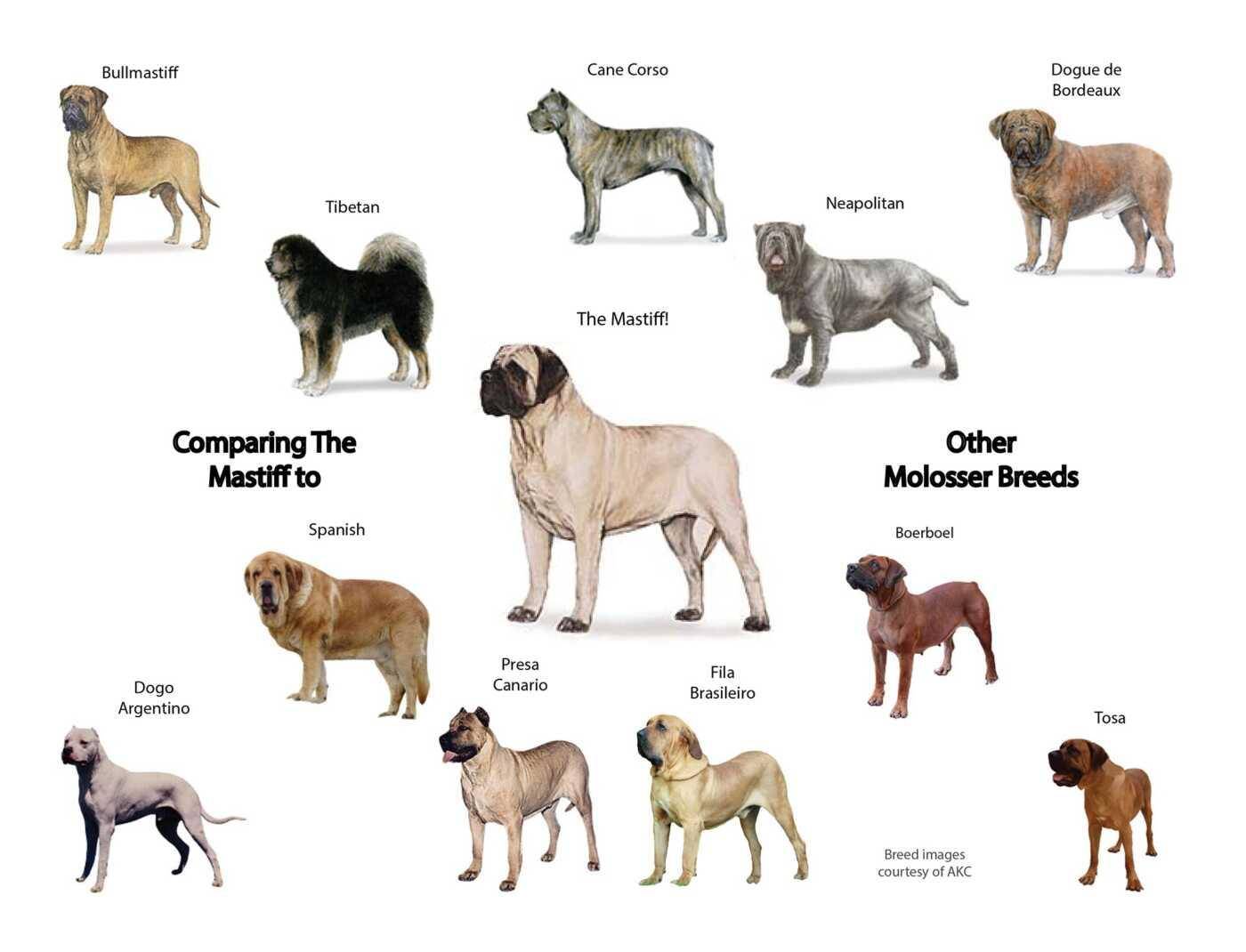 Популярные породы собак в разных странах: названия и особенности
