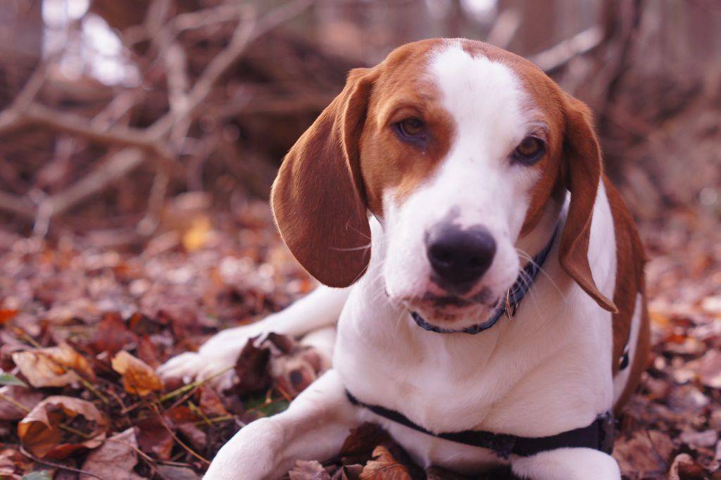 Фоксхаунды (30 фото): описание английских и американских фоксхаундов, особенности пород и характера собак