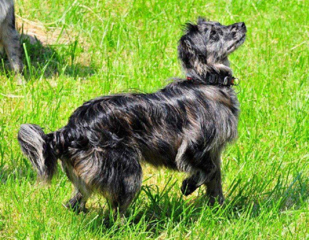 Пиренейская горная собака: описание породы с фото и видео