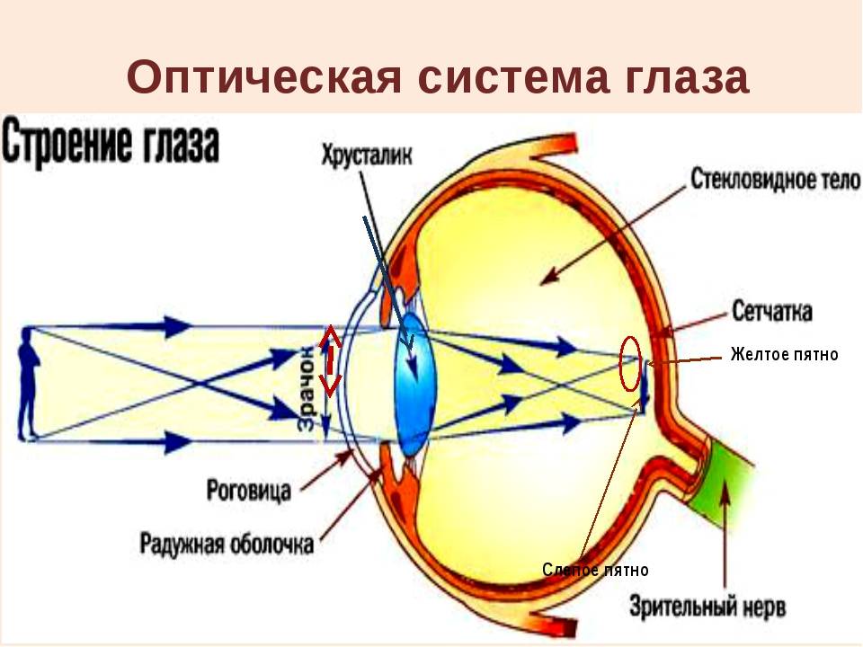 Глаз: строение органа зрения