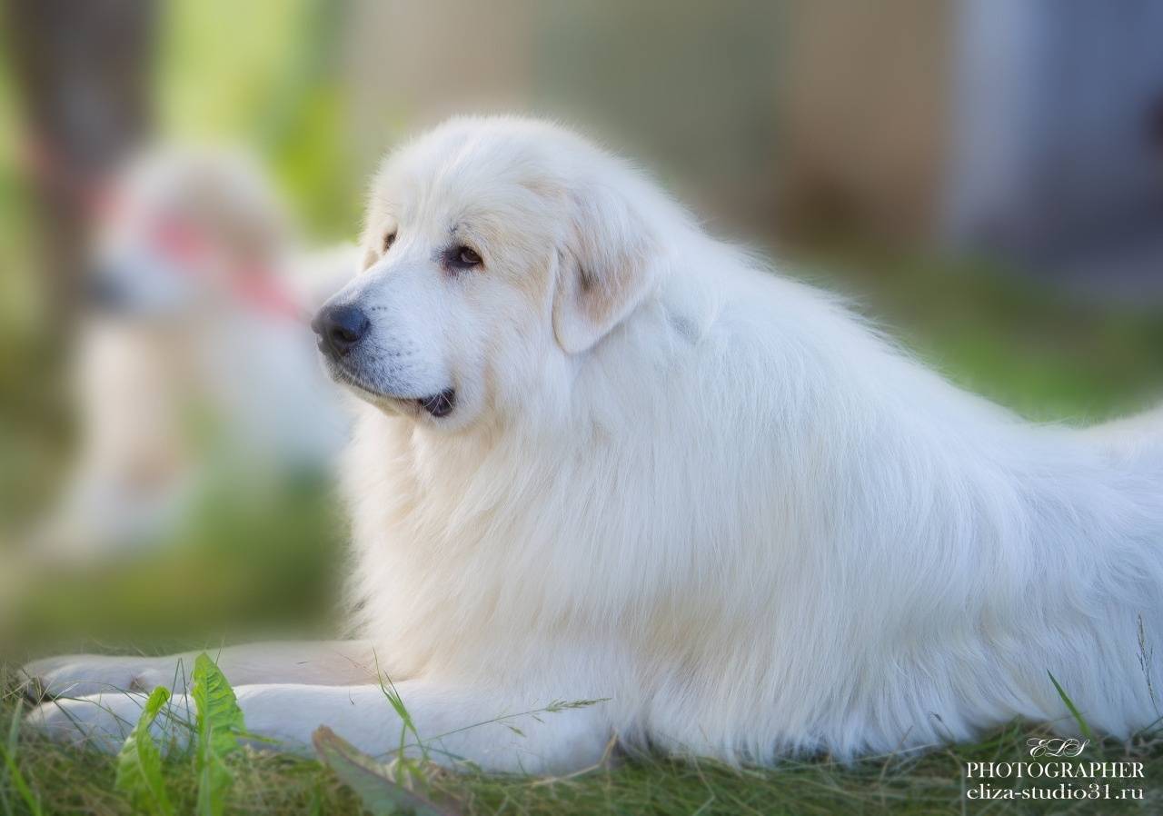 Пиренейская горная собака - порода собак - информация и особенностях | хиллс