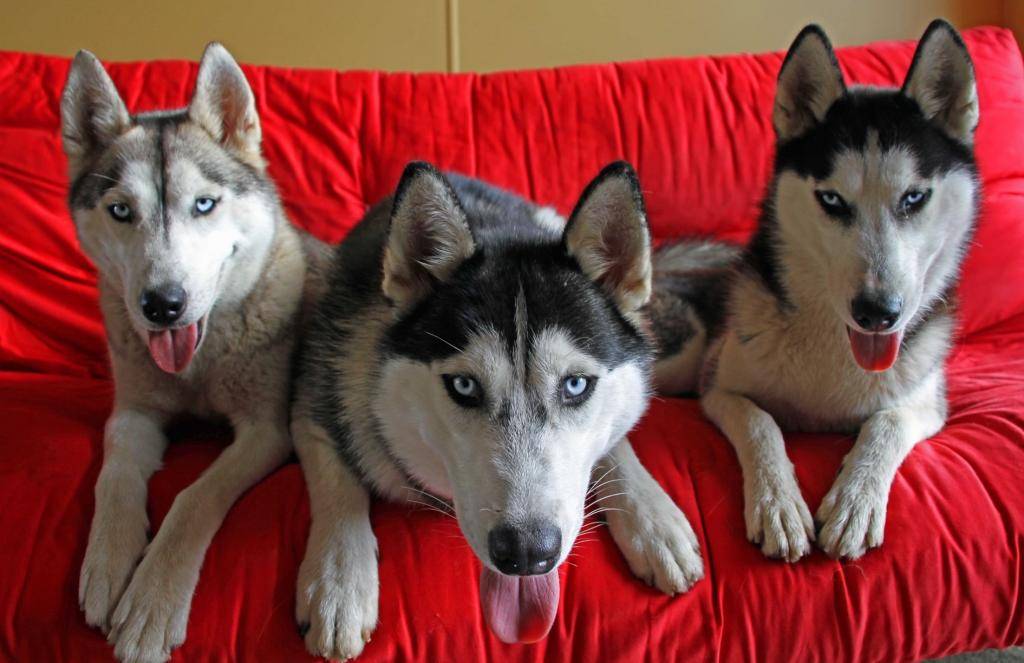 Хаски: отзывы владельцев о содержании в квартире и в частных домах, а также можно ли держать породу собак на цепи