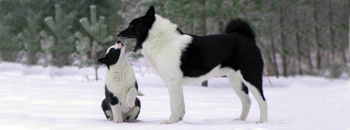 Русско-европейская лайка (рел): фото собаки, описание породы