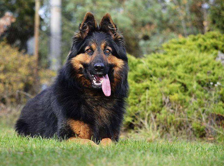 Чешская пестрая собака, смесь овчарки с фокстерьером ⋆ собакапедия