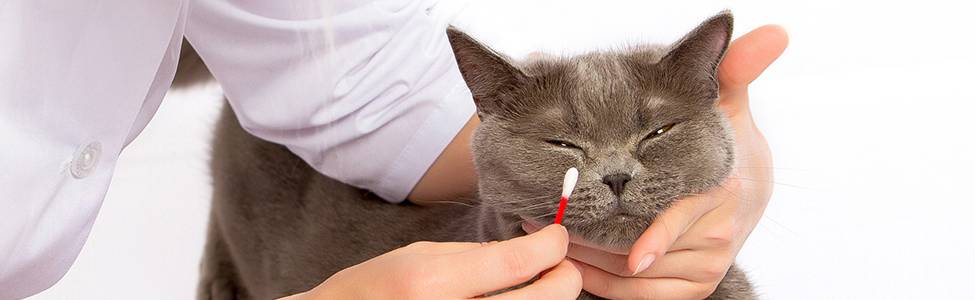 Кошка чихает чем лечить в домашних условиях