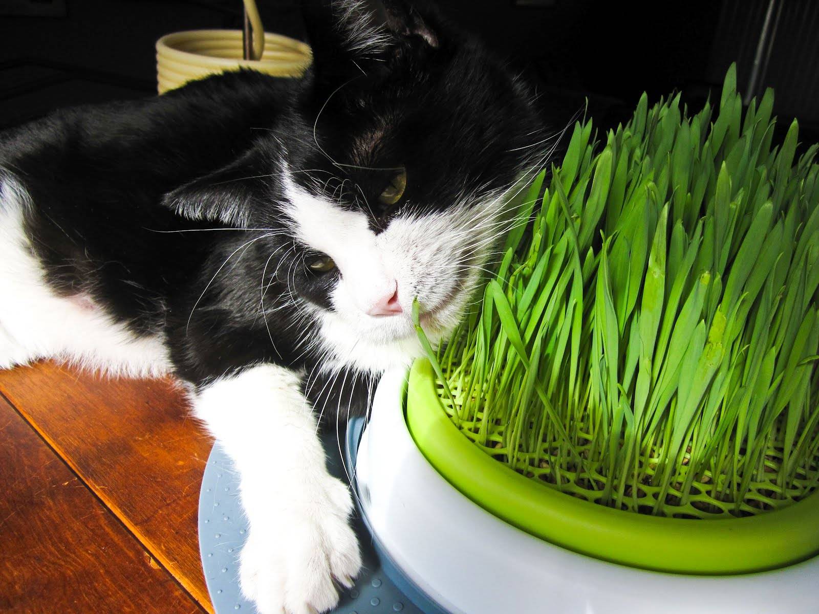 Травка для кошек как источник витаминов