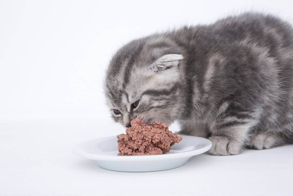 Чем кормить котенка в 2 месяца:  готовый и натуральный корм