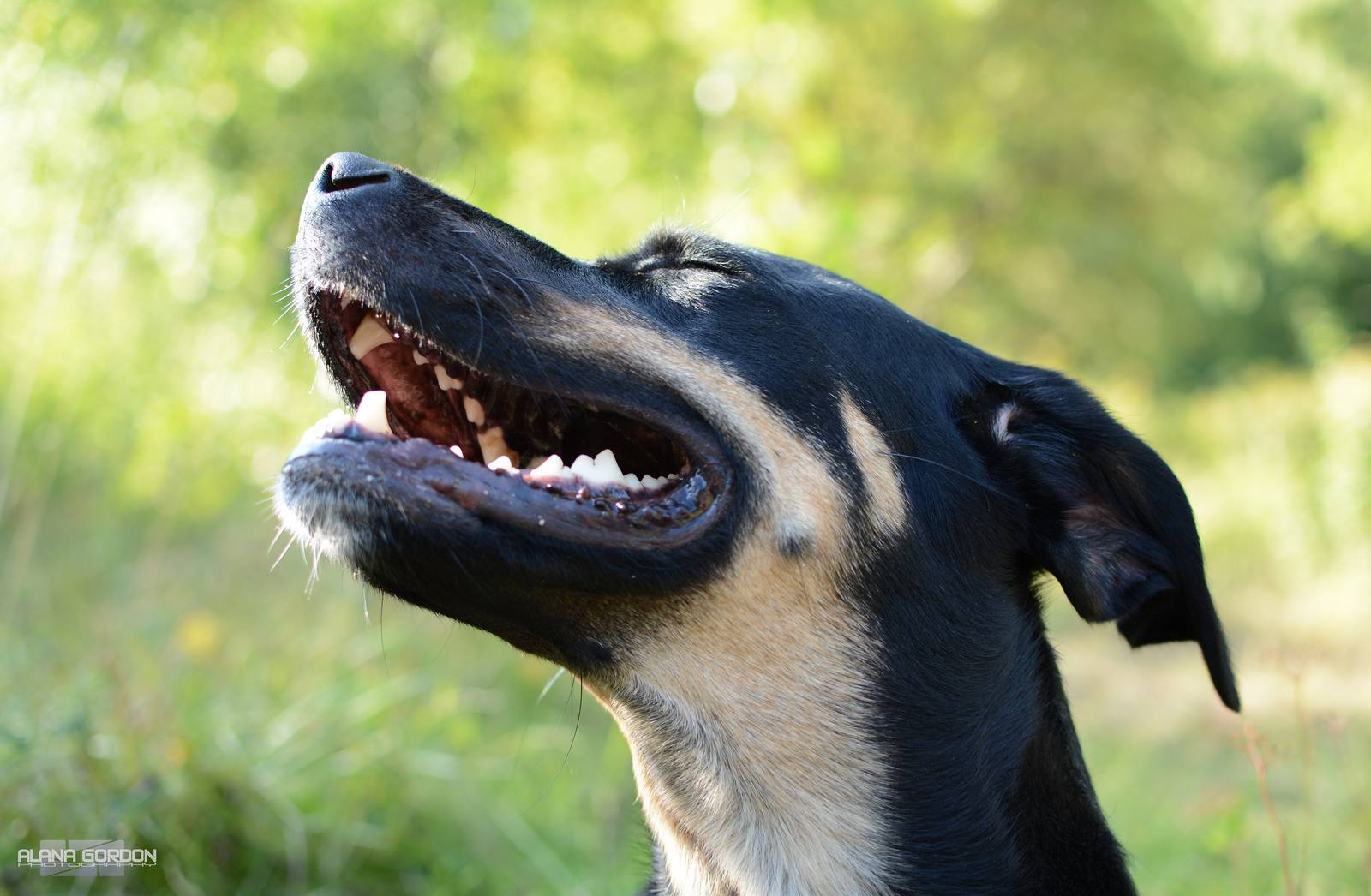 Умеют ли собаки и кошки смеяться | gafki.ru | яндекс дзен