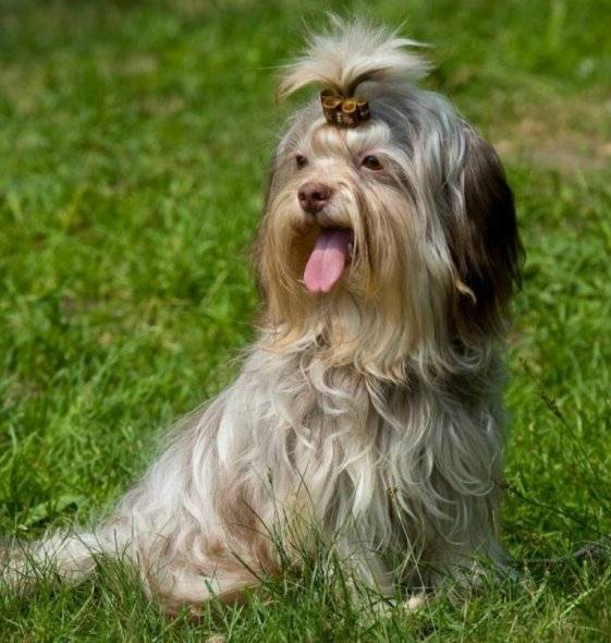 Характеристика русских цветных болонок: внешность и характер собак