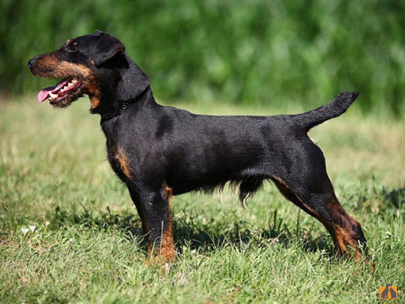 Немецкий жесткошерстный ягдтерьер ✱ собака гладкошерстный охотничий терьер - описание и характеристика породы