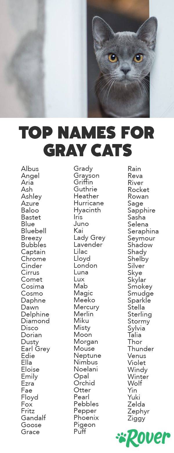 Клички для серых котов и кошек - более 300 имен для котенка мальчика и девочки