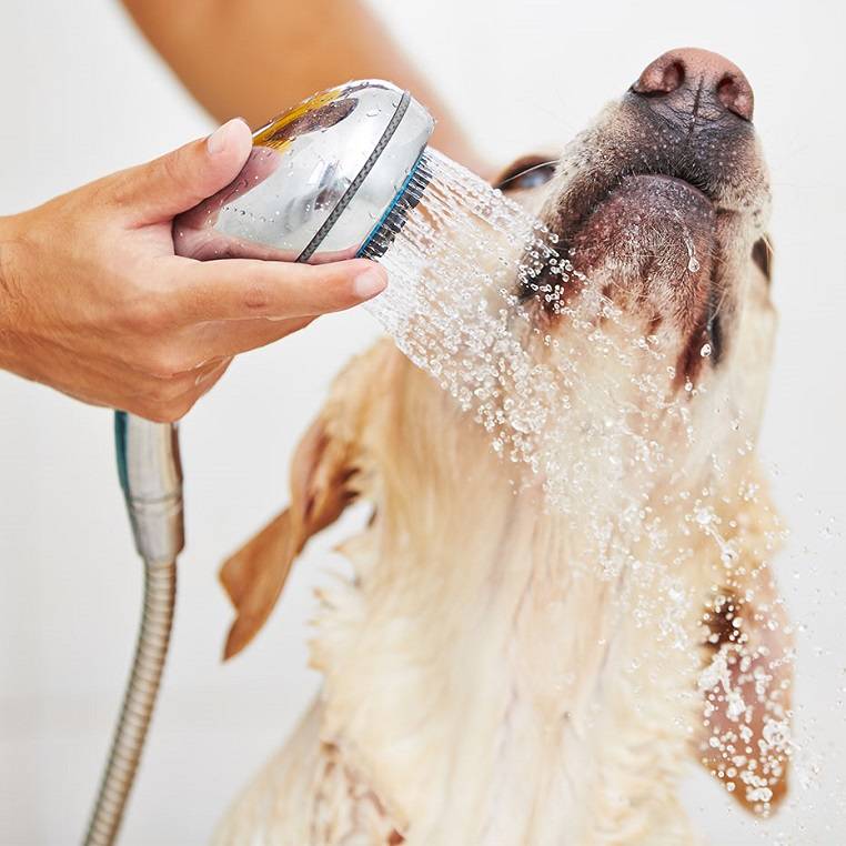 Как помочь собаке в жару: советы и рекомендации опытных владельцев