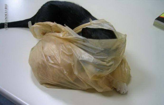Кот съел пакет из целлофана: что делать, последствия