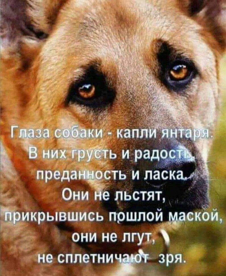 Самые преданные породы собак топ 10 – pet-mir.ru