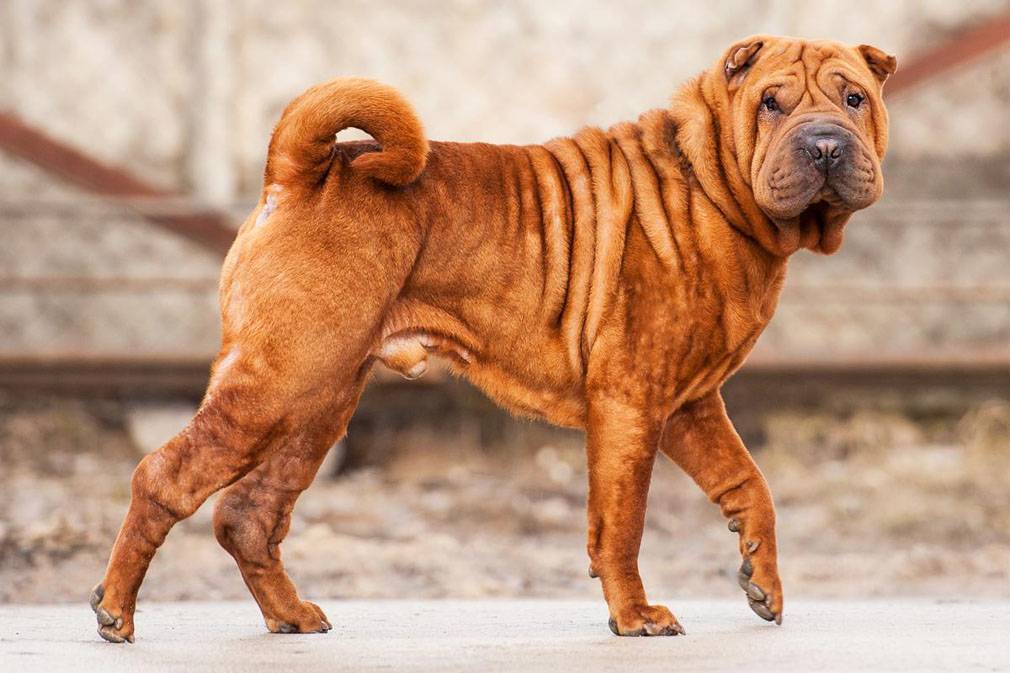 Собаки со складками (34 фото): список морщинистых пород собак. как ухаживать за складчатыми собаками?