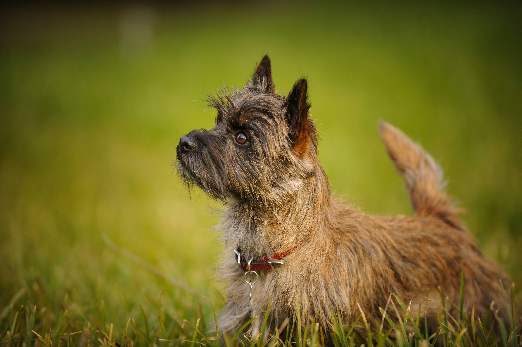 Керн терьер собака. описание, особенности, уход и цена керн терьера | животный мир