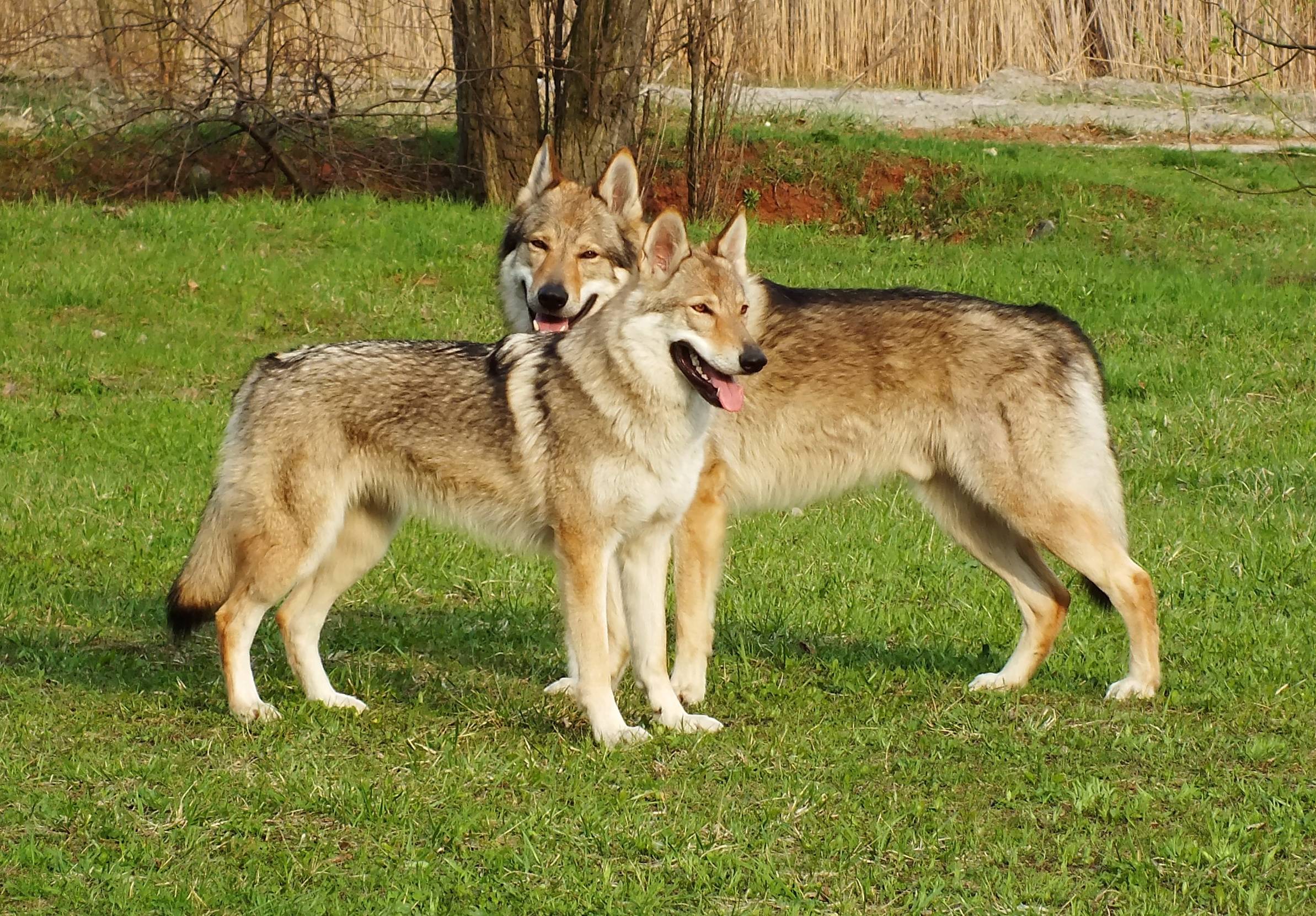 Чехословацкий влчак: фото и видео, описание, цены