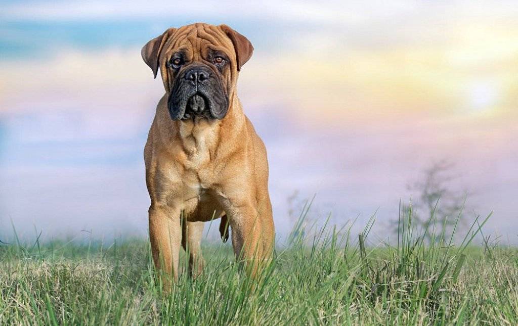 Бульмастиф: фото, описание породы собак, характер и цены