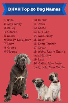 Клички для больших собак, красивые имена для собак крупных пород мальчиков и девочек.